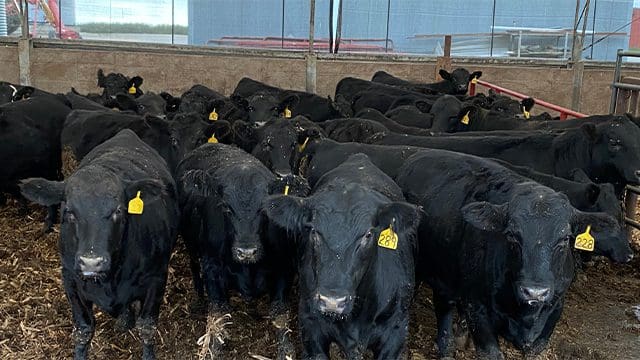 A dozen black cows