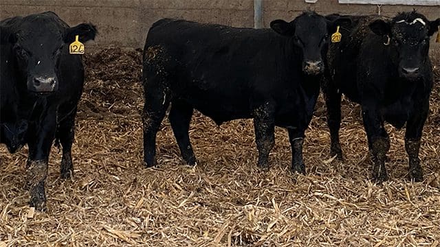 Calf Lot: 3 black calfs (baby cows) pictured in a hay loft