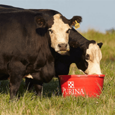 PURINA’S ALL WEATHER FLY CONTROL MINERAL